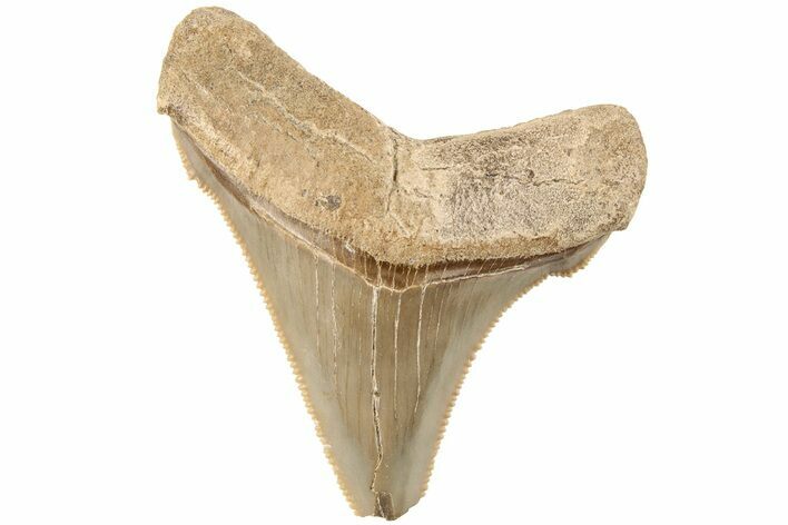 Serrated Angustidens Tooth - Megalodon Ancestor #202419